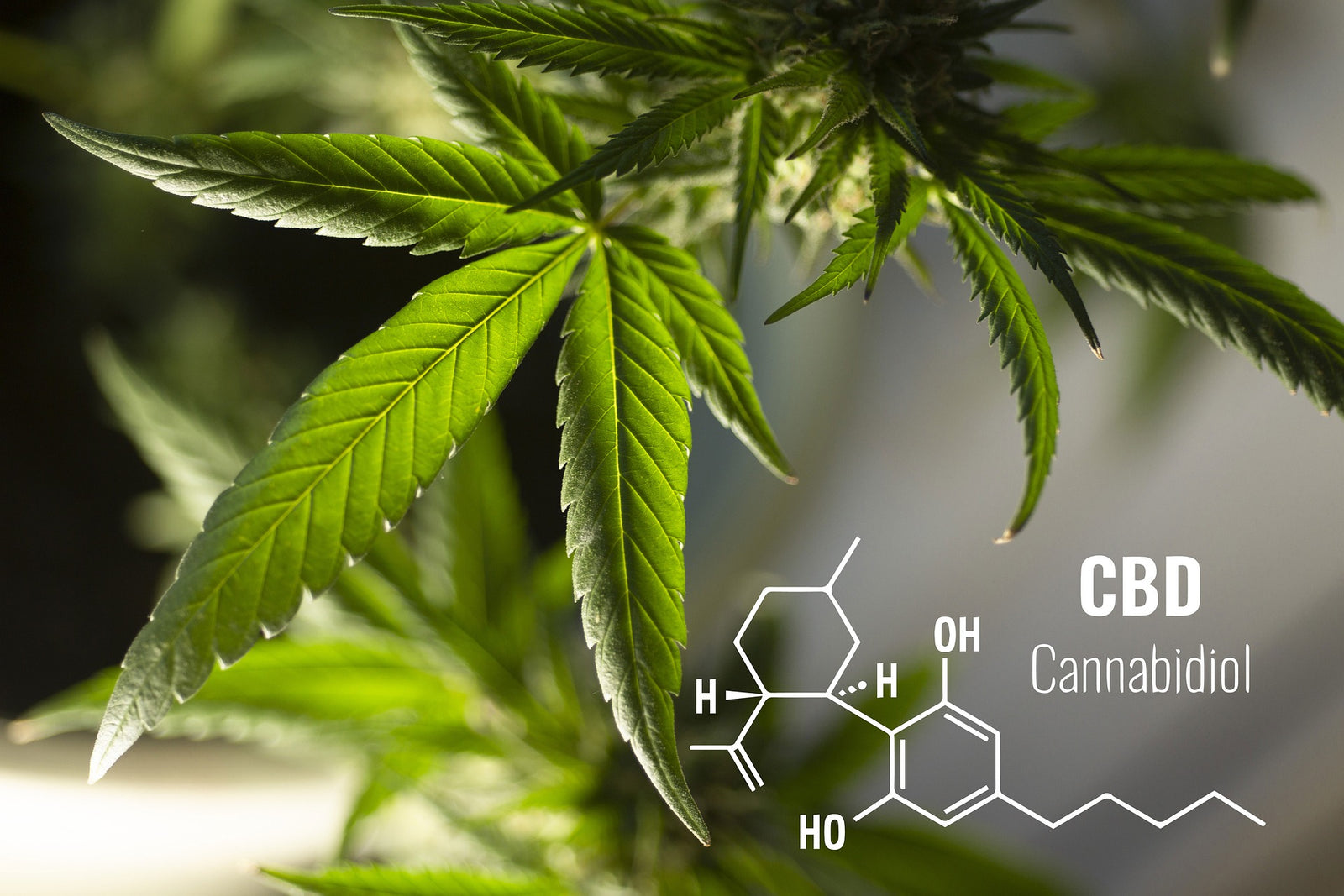 Qu’est-ce que le CBD ?