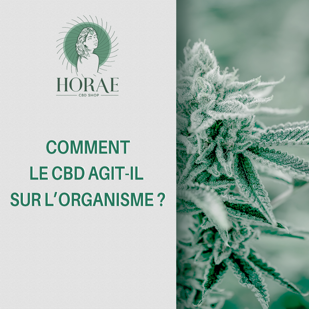 Comment le CBD agit-il sur l'organisme ?