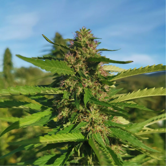 Lemon Skunk CBD