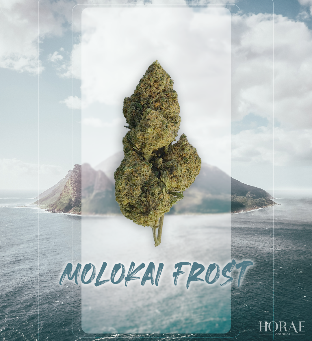 Molokai Frost CBD